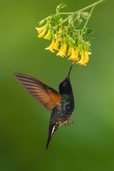 Obraz premium Male velvet-purple coronet hovers licking yellow flower