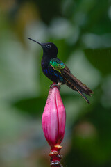 Obraz premium Male velvet-purple coronet on banana flower bud