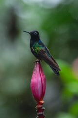 Obraz premium Male velvet-purple coronet on bud in rain