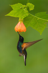 Obraz premium Male velvet-purple coronet hovers drinking under flower
