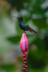 Obraz premium Male velvet-purple coronet perches on banana flower