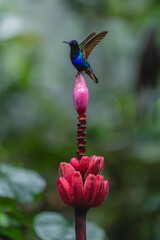 Obraz premium Male velvet-purple coronet lifts wings on flower