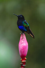 Obraz premium Male velvet-purple coronet lifts beak on flower