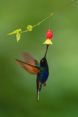 Obraz premium Male velvet-purple coronet hovers under red-and-yellow flower