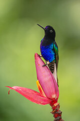 Obraz premium Male velvet-purple coronet perched on pink flower