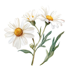 Fototapeta premium watercolor graphic of Leucanthemum Branch, isolated on a white background.