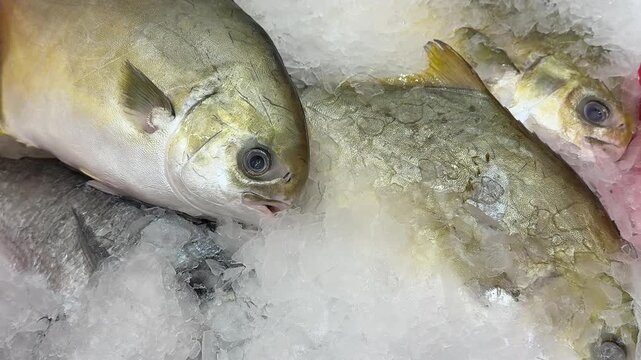 Frozen pompano on ice counter in fish shop, silver yellow fish lying on shallow crushed ice, retail display arranged