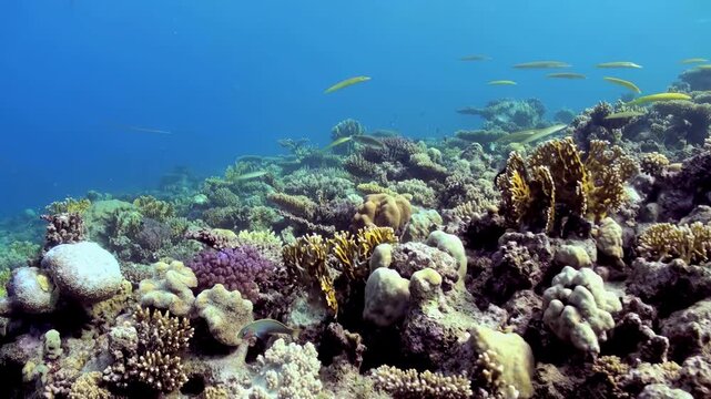 A vibrant coral reef teems with life. Schools of yellow fish swim above the colorful coral. A needlefish gracefully glides through the water, searching for food amongst the intricate reef structure.