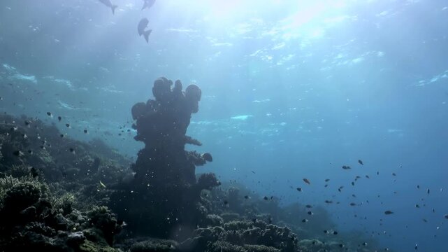 Many fish congregate near a coral reef, creating a vibrant ecosystem. Sunlight streams through the clear water, illuminating the diverse underwater environment of the tropical sea.