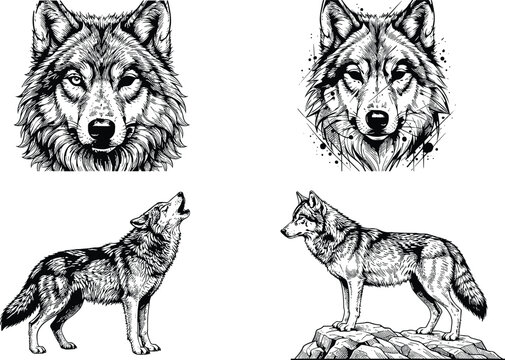 Set of black and white hand drawn wolf illustrations and vector design elements