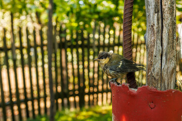 Juvenile great tit perches beside weathered wooden post © Iryna Miadzvedzeva