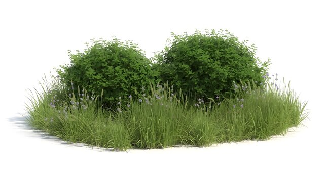 Green garden bushes with wild grass. Isolated shrubbery patch for landscape design.