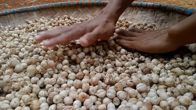 Steady close up of farmer hands flipping white Javanese cardamom pods for sun drying on traditional woven bamboo tray, tripod shot