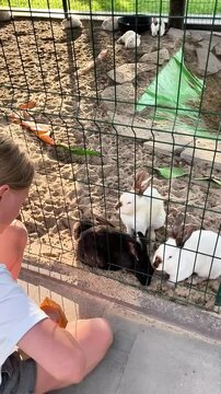 Young girl hand feeding rabbits at a petting farm. Happy outdoor family activity with gentle animals, showcasing care, education and memorable countryside experiences.