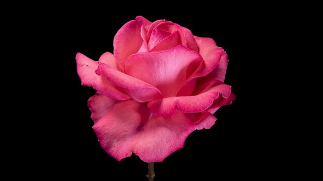 Pink Rose Plant Blooming Flower in Time Lapse on a Black Background. Single Red Flower Opens Bud and Moving Petals in Timelapse