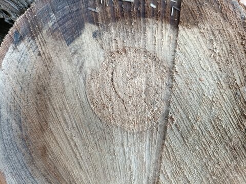 Macro close up of a cut tree log cross section showing annual growth rings, cracked texture, and dark aged wood grain detail
