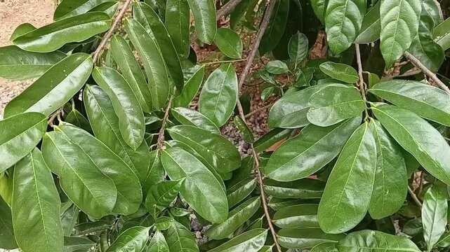 Vibrant green soursop tree leaves in close up detail, Annona muricata foliage growing in tropical garden, organic graviola herbal medicinal plant leaves swaying outdoor