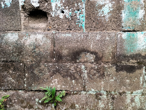 Weathered concrete block wall texture with peeling paint, moss, and a small green fern growing from a crack.