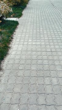 Paved path spring day green grass bordered by flowering shrubs, textured paving stones creating subtle geometric pattern, soft