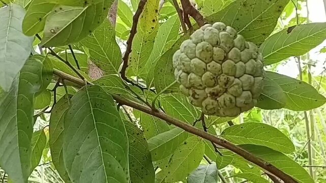 Alternative angle view of fresh green sugar apple fruit hanging on branch surrounded by lush leaves, Annona squamosa sweetsop custard apple growing in orchard