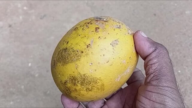 Close up of hand holding ripe yellow Bael fruit Aegle marmelos stone apple wood apple, smooth hard shell herbal fruit shown in palm outdoors