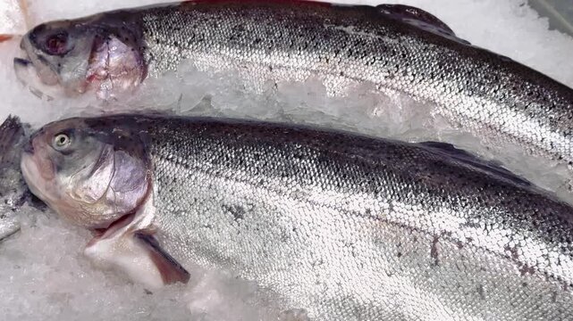 Raw whole rainbow trout with a head, chilled on shallow ice at the seafood market. An open shelf at the fish market. Close-up