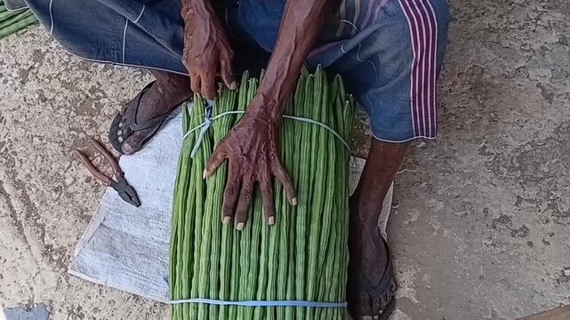 Elderly farmer hands tying fresh long green moringa drumstick pods into bundle, traditional agricultural harvest preparation for market in village farm