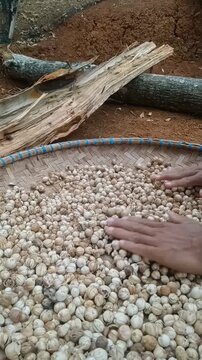Vertical 916 steady close up of farmer hands flipping white Javanese cardamom pods for sun drying on bamboo tray, tripod shot