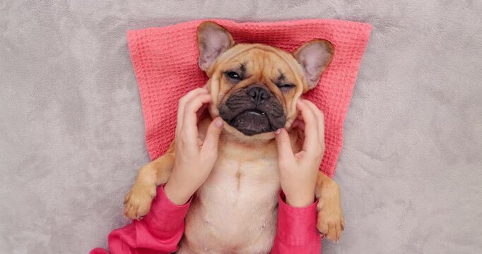 Woman quickly gives simple massage to French Bulldog resting on back, top-down view. Female hands rub chubby neck wrinkles and cheeks of cute, funny dog, who yawns and gets sleepy from pampering.