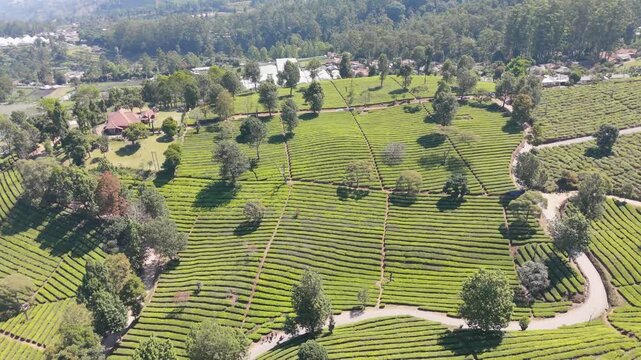 Drone Captures Neat Rows of Tea Plants and Trees at Sukawana Plantation in West Java