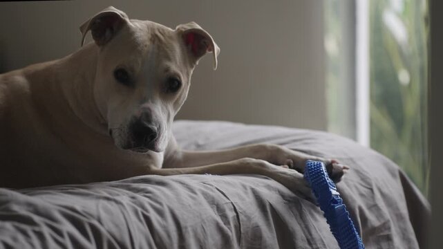 Adorable pit bull mix holding a blue leash in its paw while resting on a bed waiting for a walk pitbull