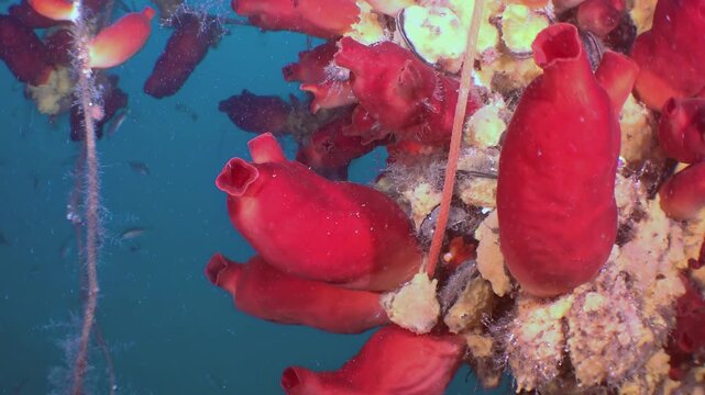 Gaze upon breathtaking collection of fiery red tunicates, thriving beautifully on seabed. Small fish dart gracefully through brilliant blue waters of Sea of Japan. Serene underwater spectacle unfolds.