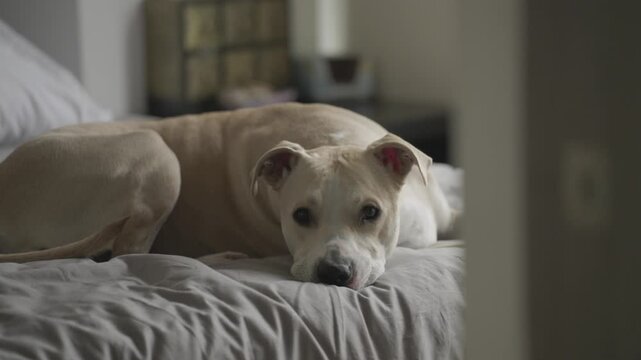 Adorable tired dog relaxing on a gray comforter inside a modern bedroom pitbull