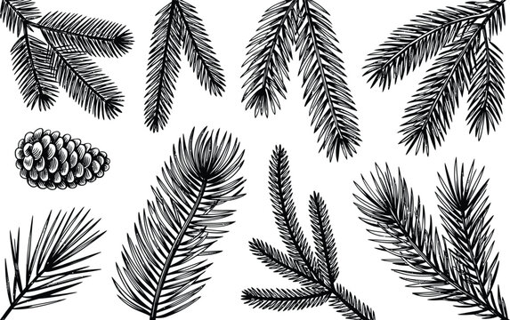 Hand drawn set of various evergreen pine and spruce tree branches with cones in sketch style