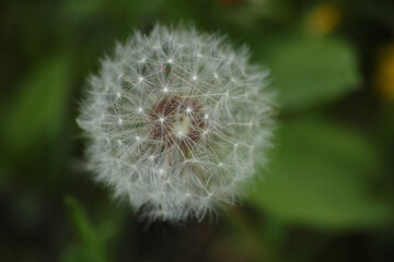 Fototapeta premium Macro Photography of a Delicate Dandelion Seed Head