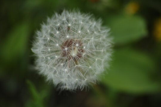 Macro Photography of a Delicate Dandelion Seed Head