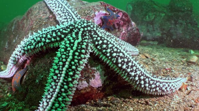 A striking spiny starfish, adorned with green and white patterns, clings to a rock on the seabed.