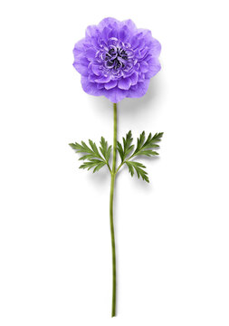 Single purple anemone bloom on long stem with layered green foliage, isolated on white background
