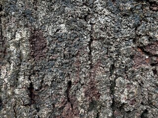 Fototapeta premium Close up macro shot of rough dark tree bark texture. Natural cracked wood surface background for nature and organic design concepts.