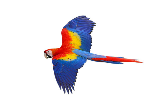Colorful flying Scarlet Macaw parrot isolated on transparent background png file