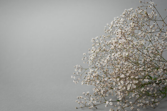 White baby's breath flowers on gray background with copy space