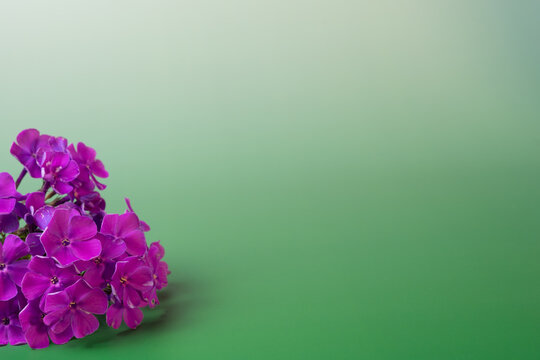 Purple phlox flowers on green background with copy space