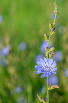 Blue chicory flower on green meadow background with copy space