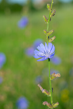 Blue chicory flower on green meadow background with copy space