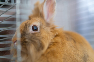 Naklejka na ściany i meble Closeup fluffy brown rabbit in a cage portrait for pet care background and animal welfare banner