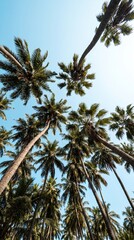 Fototapeta premium Palm trees against sunny blue sky