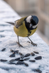 Great Tit Bird Feeding on Sunflower Seeds in Winter Snow © Andy