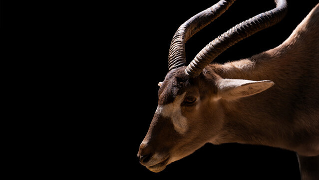 Addax (White Antelpe) Portrait on black background close up portrait