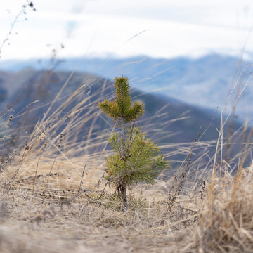 Small Pine Tree in Mountain Landscape