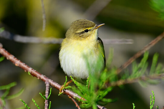 Fitis // Willow warbler (Phylloscopus trochilus)